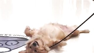 Here’s just a few reasons why you should get a Golden!