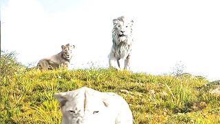 Mufasa The King Lion