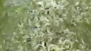 Cara mengoptimalkan pakan agar lele cepat besar