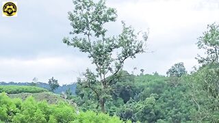 Forest Honey Harvest 2026 - Dropping the lighter dramatically