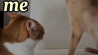 Me and My Mother ???? #cat #mopes #cutecat #misery #governance