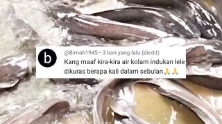TRIK Ganti air kolam INDUK LELE❗Belum banyak orang tau