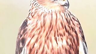 When your ego is bigger then you #trending #ego #eagle #wildlife