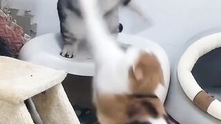 Fight battle cats funny ????