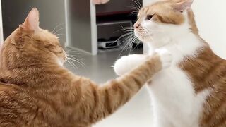 Cats punch incoming ????