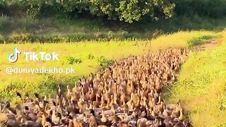 Some people are saving it's Al generated,