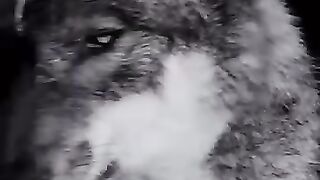 Beautiful animal 3 2