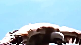 Baby eagle attacked by crazy for #phonkmusic #trending #foryou #wildlife #eagle #fox