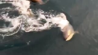 Pinguin Vs Orca