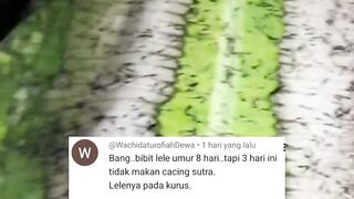 Larva lele seperti JARUM PENTUL❗Begini cara MENGATASINYA
