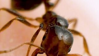 Bagaimana Semut Menyengat?!! #informatif #faktaunik