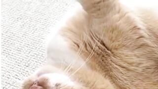 Oyen galau???? - Tigerasia88