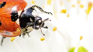 ✅Música instrumental para relaxar e reduz ansiedade- Limpeza para cura e boas energias- Fragmentos #99