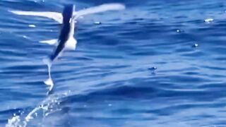 Ikan terbang tidak "terbang" ??