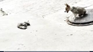 jahilnya si kucing 2