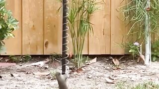 Cara Jenius Mencegah Tupai Mencuri Makanan