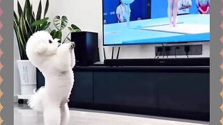Dancing Pets