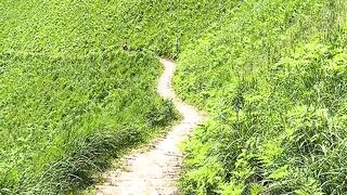 日本一美しい緑の階段