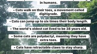 10 Incredible Cat Facts You Didn't Know