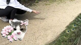 Diberi Makan, Merak Ini Membalas dengan Keindahan