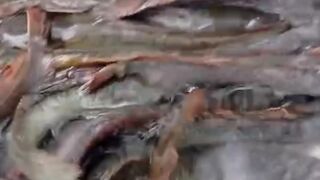 Penyebab ikan lele TERKENA penyakit SIRIP MERAH❗Waspadalah