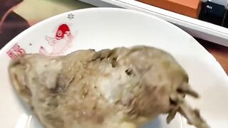 The cat wants to eat