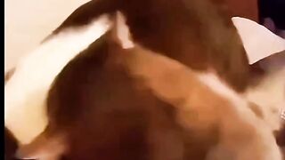 Try Not to Laugh: The Funniest Cat Moments Ever!