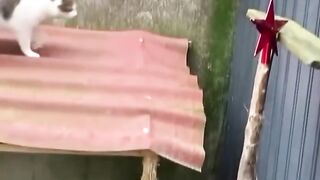 “Funny Cat Caught Doing This ???? | Don’t Skip!”