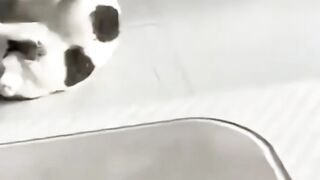 Claw-to-Claw combat: Dramatic Feline Confrontations