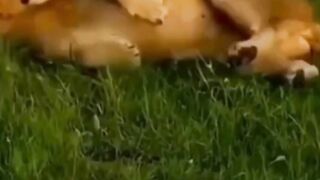 Di alam, makhluk hidup bergerak mengikuti kebutuhan yang sederhana dan jujur