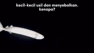 ???? Hiu Mini, Tapi Modusnya Sadis