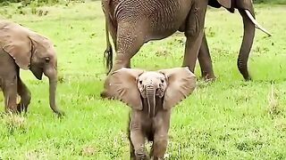 very cute baby elephant