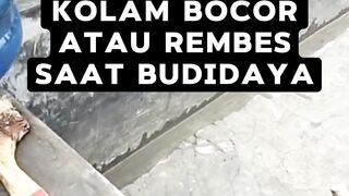 Kolam BOCOR atau REMBES❗Jangan PANIK lakukan cara ini