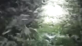 Beri makan lele malam hari di jamin pasti cepat besar