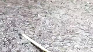 CARA menjaga KUALITAS air kolam lele