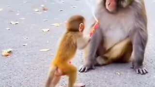 Monkey Baby Funny Moment in Park | Cute & Viral Animal Video