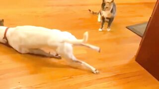 Dog Vs Cat - Who Wins? 3