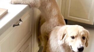 Here’s just a few reasons why you should get a Golden! #dog #doglovers #bestfriends