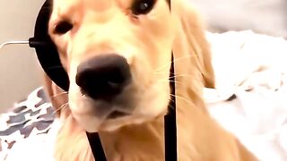 Such a cute puppy #goldenretriever #puppy #dog #cutedog #dogs 2