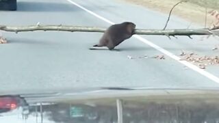 Wait For It… This Gets Crazy ???? #shorts