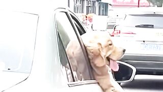 These best friends have special ability to make us laugh #doglovers #bestfriends #funnyreels