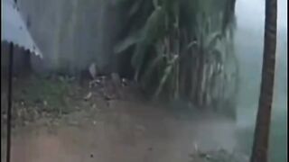 Mother Nature vs. Palm Tree: The Power of Flying Tin ????????️