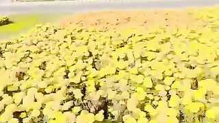 Very amazing video beautiful