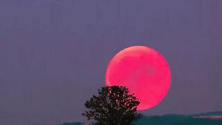 Quran Urdu translation 4