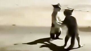 Purr-fessional MMA: The Cat Championship