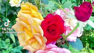 Beautiful Real Flowers 2