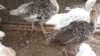Turkey Chicks 2 Months Amazing Growth ???????? | Fast Growth Update ???? #shorts #viralshort #turkeyfarming