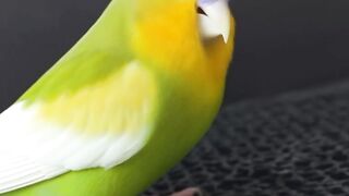 Caroll pakan kenari x-tra power