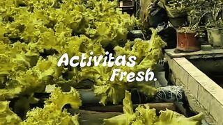 The Art of Slow Living: Growing Organic Vegetables From Seed to Harvest