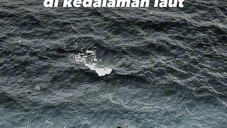 ????✨ “Keindahan Tak Terlihat: Makhluk Transparan Penghuni Laut Dalam”